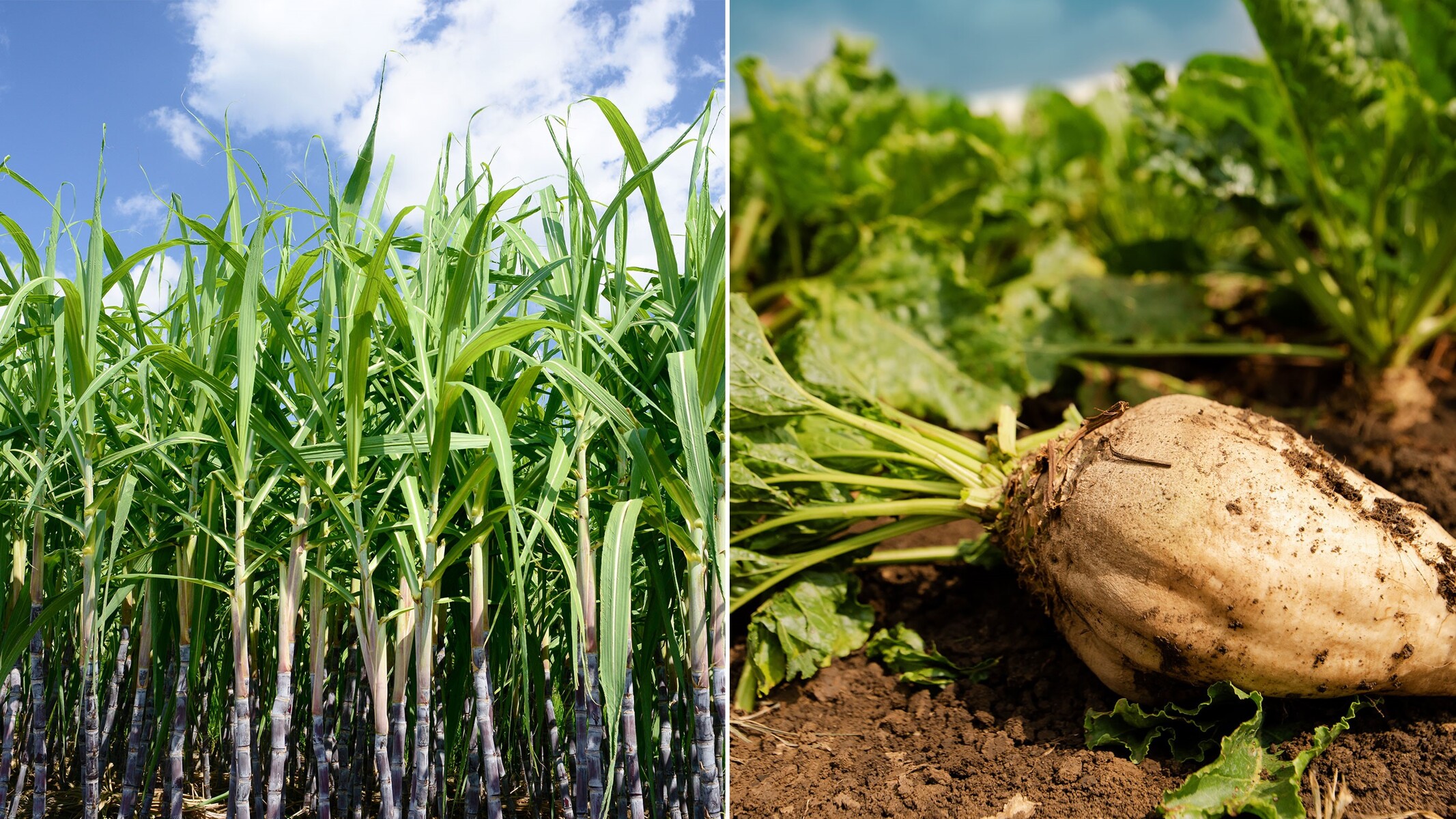 Sugar cane and sugar beets