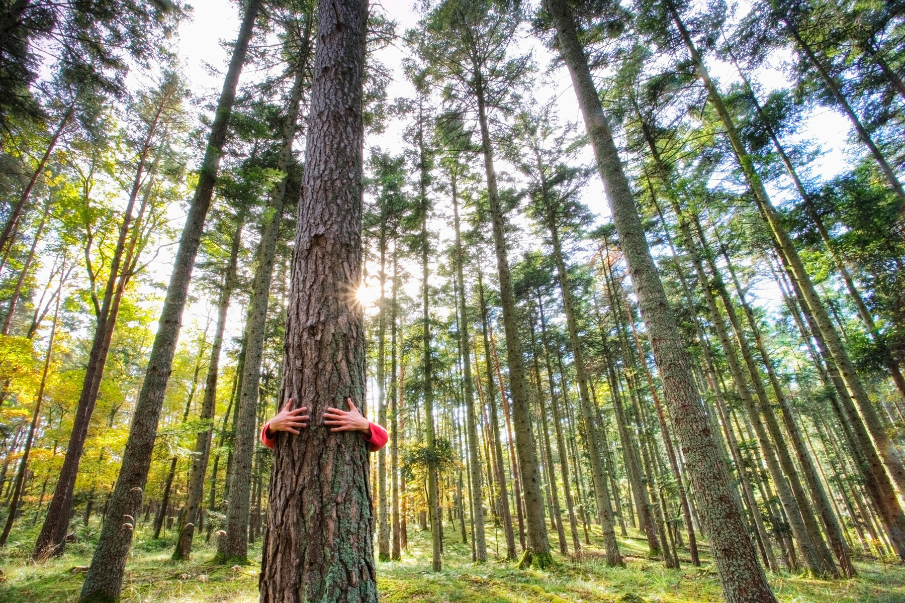 A man hugs a tree in a forest.