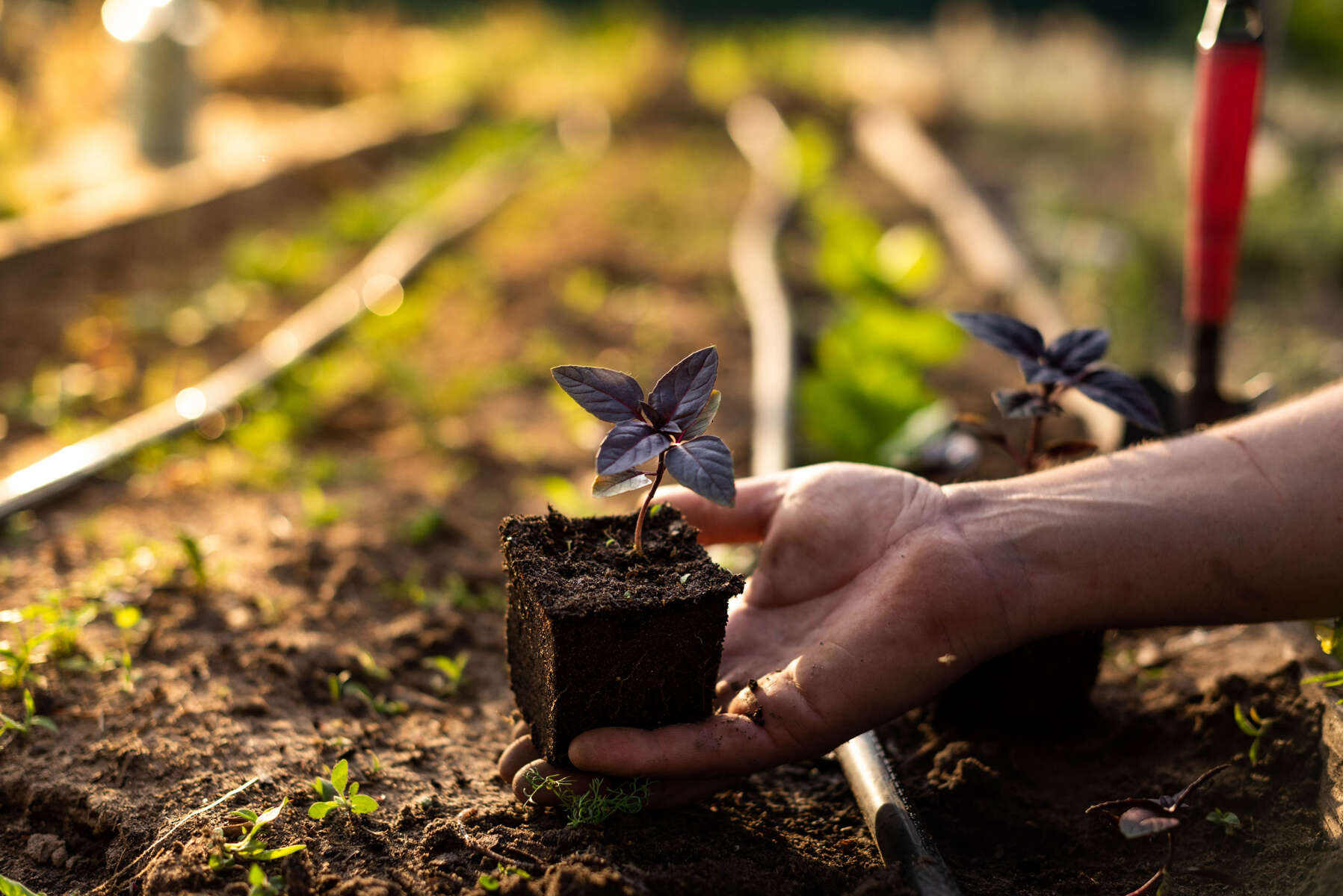 A hand planting a seedling in a field crossed with driplines.