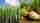 Sugar cane and sugar beets