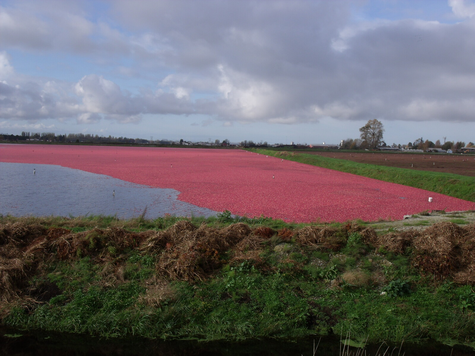 KSB submersible motor pumps support cranberry cultivation
