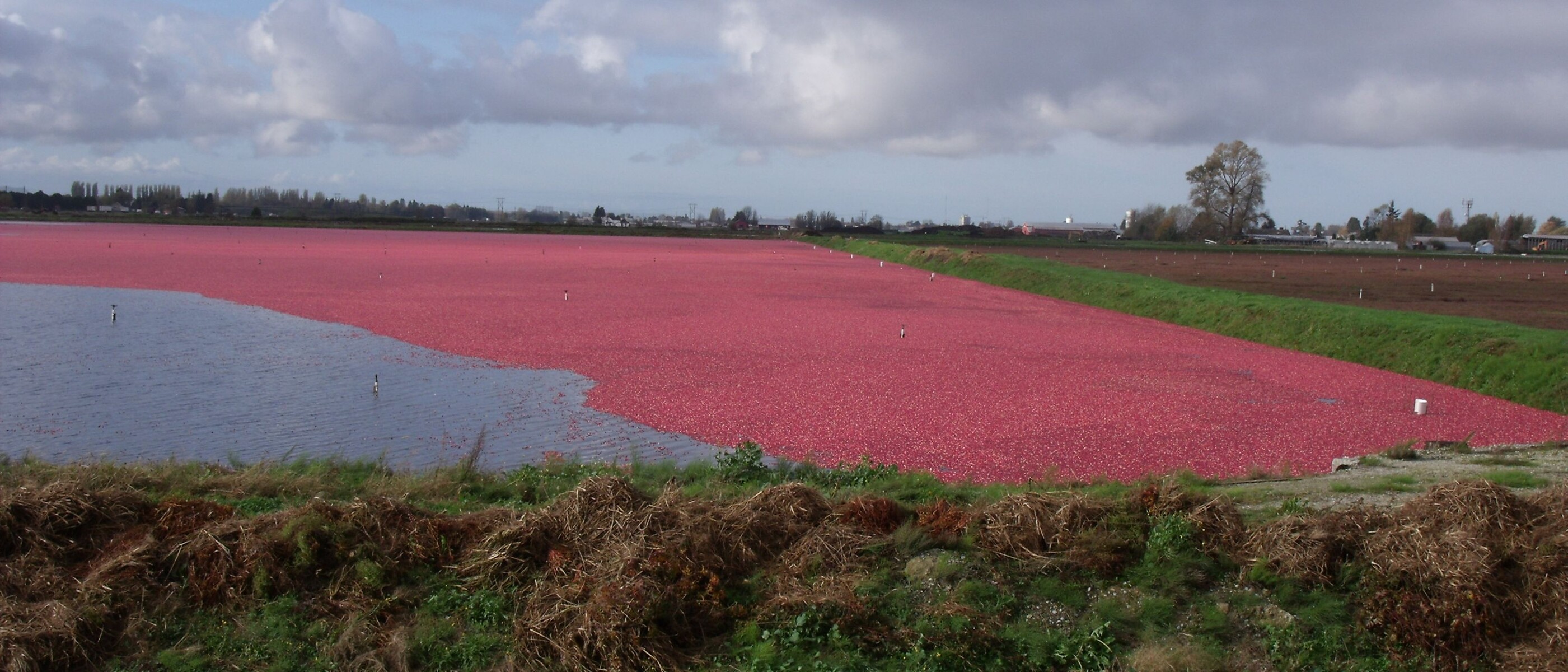 KSB submersible motor pumps support cranberry cultivation