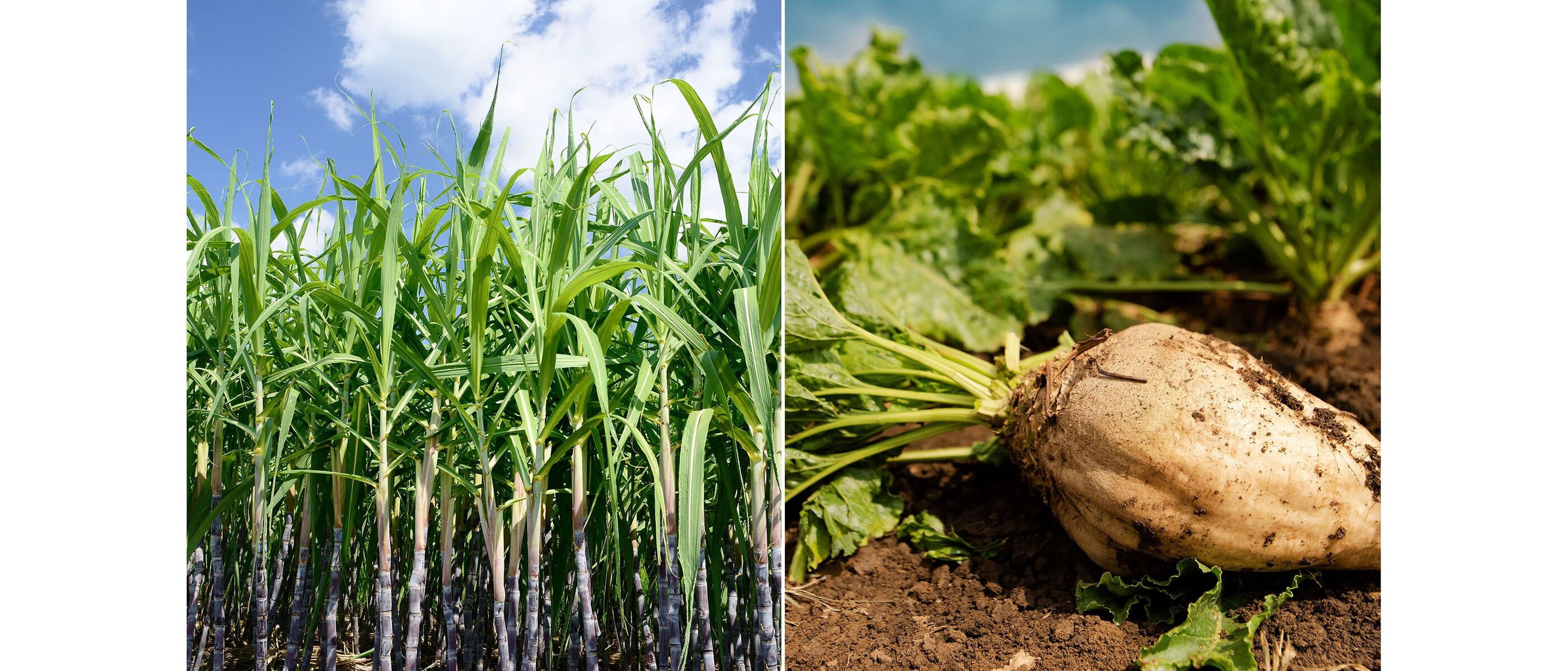 Sugar cane and sugar beets