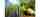 Sugar cane and sugar beets